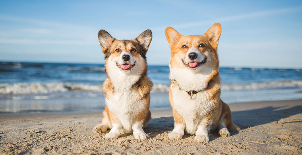 Dog-Friendly Beaches on Cape Cod