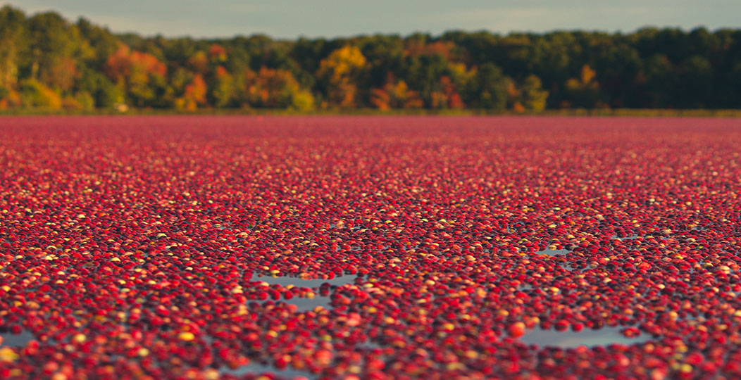 Popular Events on Cape Cod By Season