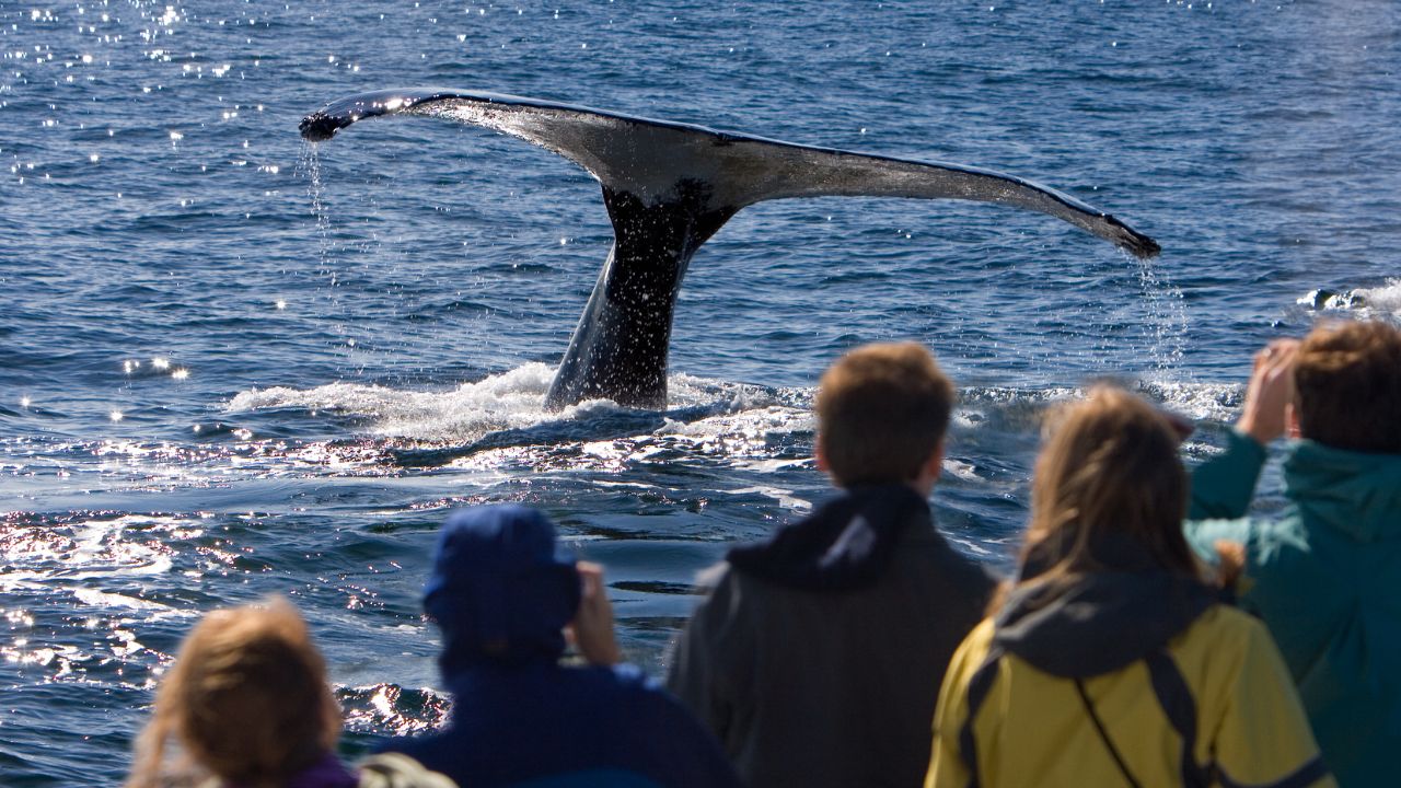 Whale Watching in Cape Cod This Fall